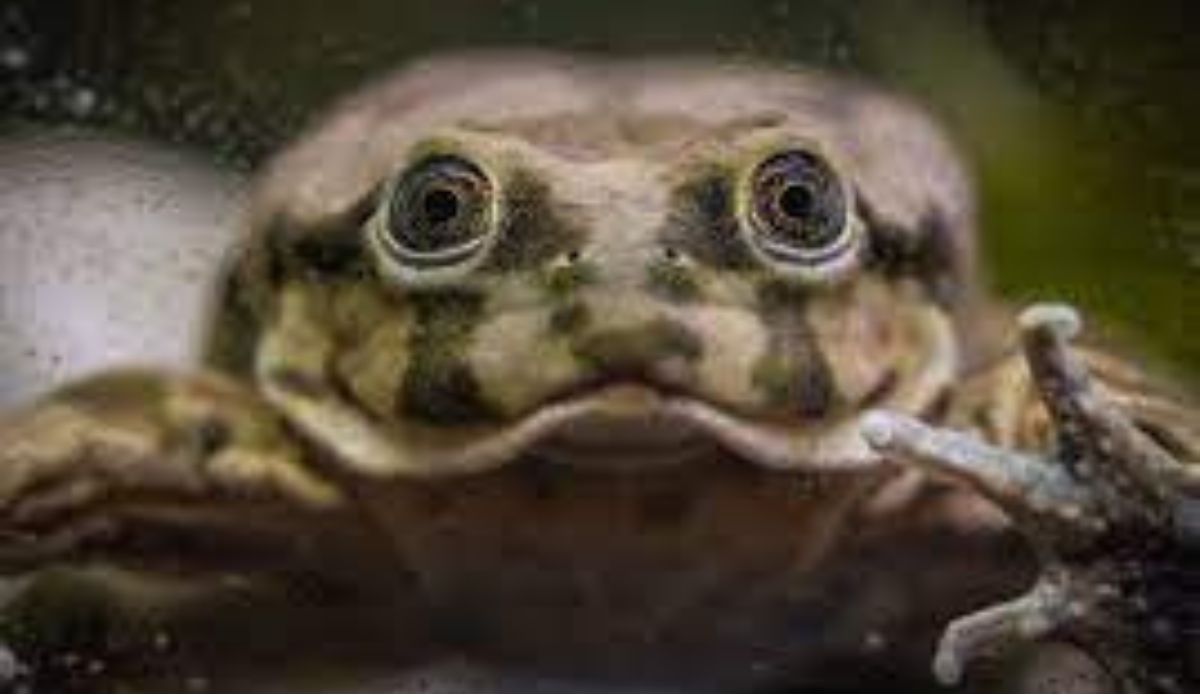 The Unique Ecosystem and Conservation Challenges of the Lake Titicaca Frog