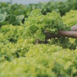 Organic Farming: Benefits, Challenges, and Best Practices