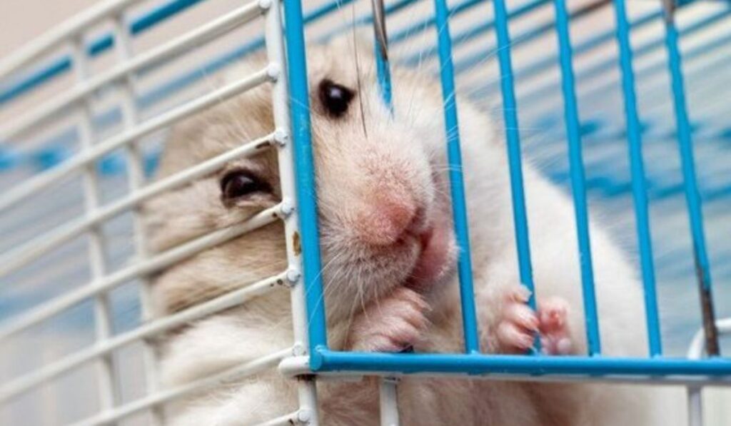 A Comprehensive Guide to Hamster Cages: Ensuring Comfort and Safety