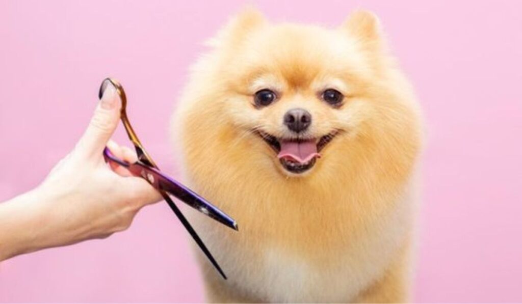 Petco Grooming: Comprehensive Care for Your Pet