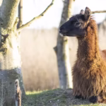 Alpaca Health