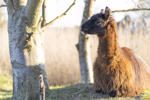 Alpaca Health